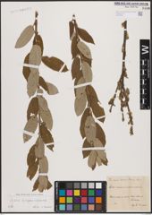 Foto von Salix caprea L. x Salix cinerea L.